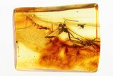 Fossil Spider, Fungus Gnat & Gnat In Baltic Amber #273353-1